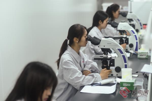 解锁资源经济发展新密码 云南屏边县引进发展天然虾青素大健康产业