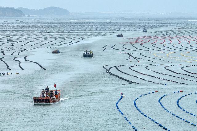 为“蓝色粮仓”培育种苗！威海打造“中国海洋种业之都”