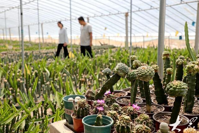 茌平：新农人直播 仙人掌俏销