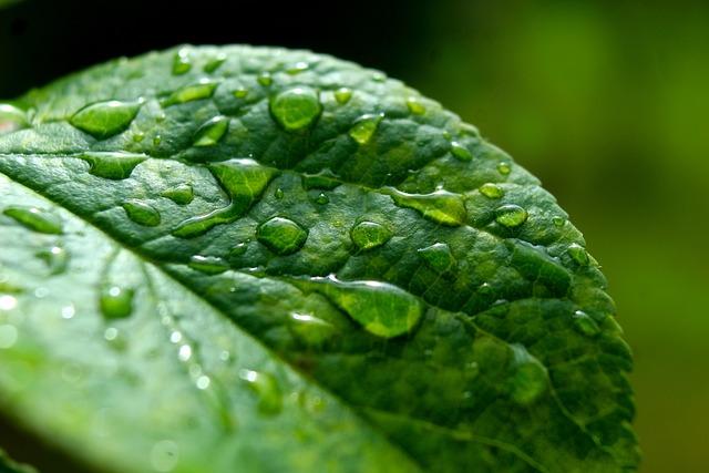 三三：梅子黄时雨