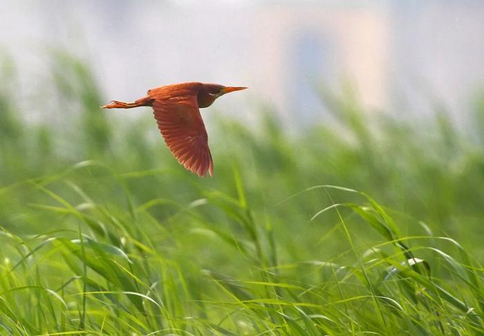 超高清大图！海淀的鸲、鹬、䴓、鳽、凫、䴙䴘……