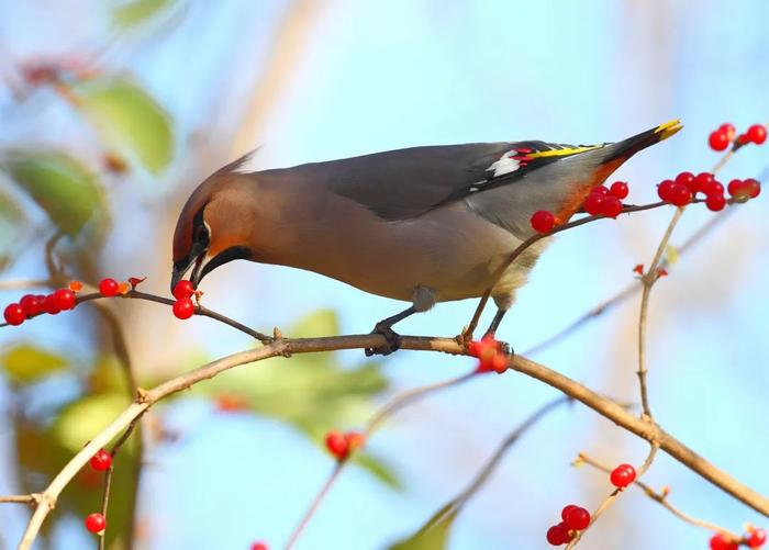 超高清大图！海淀的鸲、鹬、䴓、鳽、凫、䴙䴘……