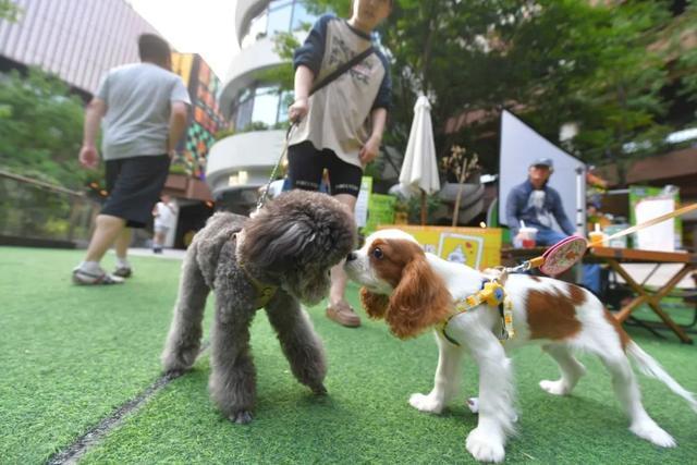 宠物相亲、萌宠课堂、爱心领养……毛孩子的夏日狂欢来啦！