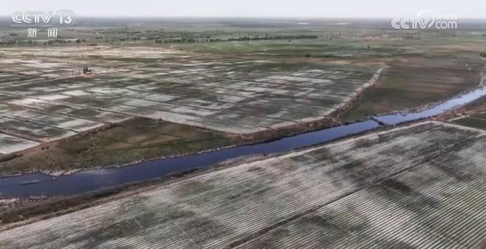 良田风景美 新疆塔里木河流域夏季灌溉工作有序进行