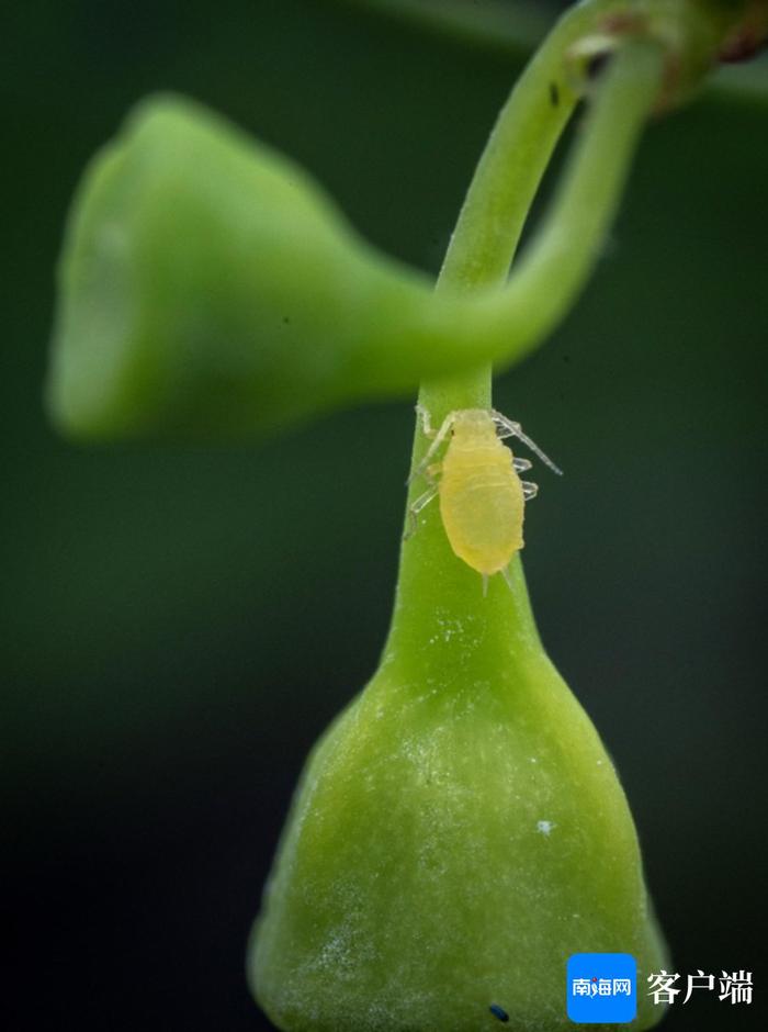 高清！一起探秘热带雨林微观世界里的昆虫物语