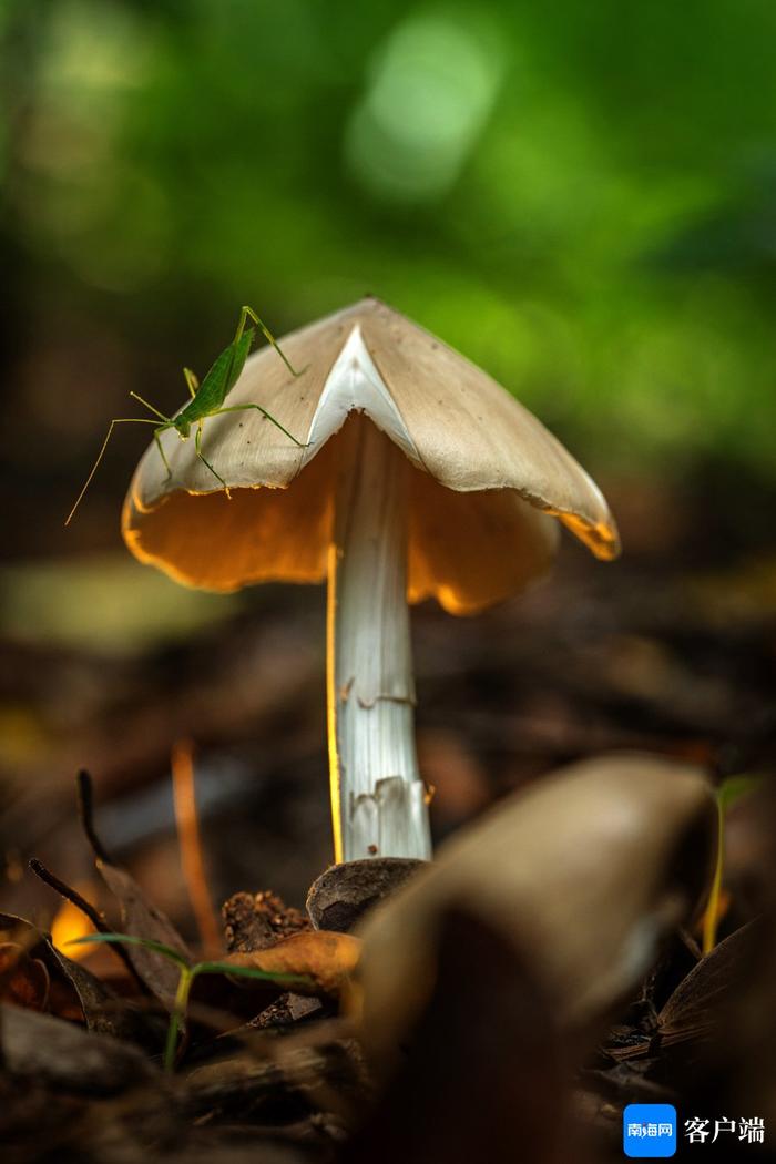 高清！一起探秘热带雨林微观世界里的昆虫物语