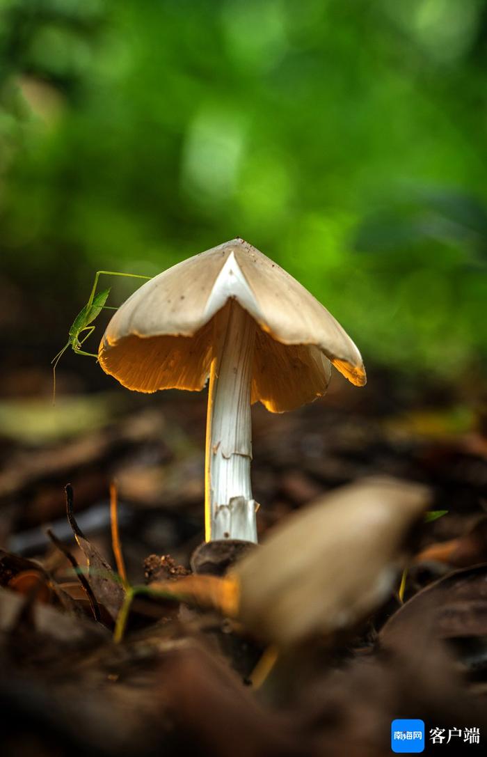 高清！一起探秘热带雨林微观世界里的昆虫物语