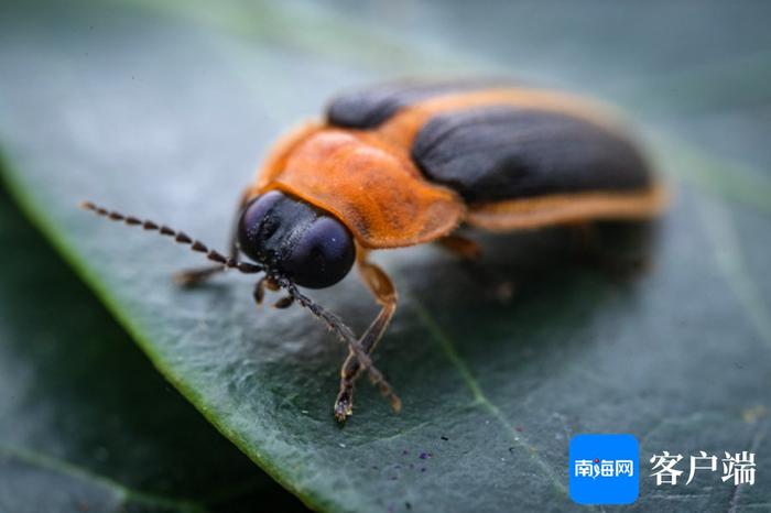 高清！一起探秘热带雨林微观世界里的昆虫物语