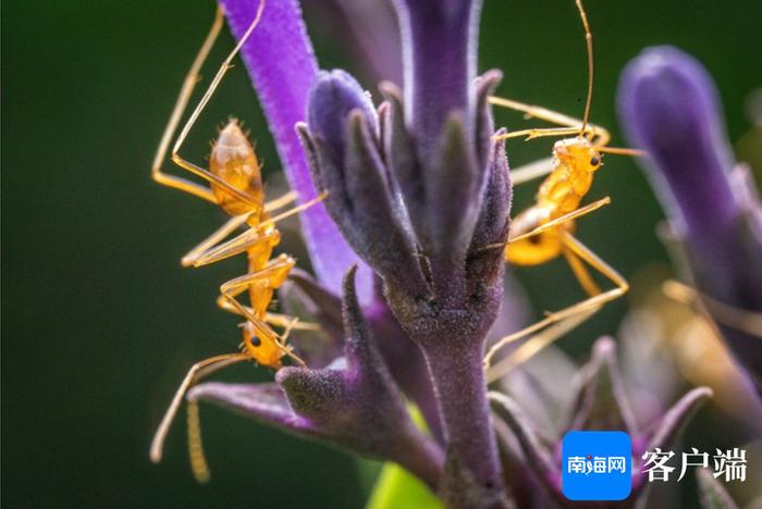 高清！一起探秘热带雨林微观世界里的昆虫物语