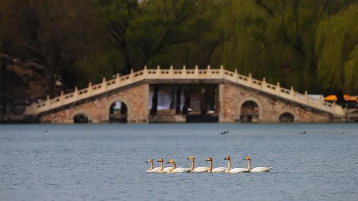 超高清大图！海淀的鸲、鹬、䴓、鳽、凫、䴙䴘……