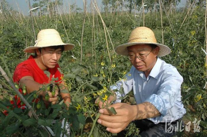 河北农大教授张立峰(右)与科研助手在坝上地区进行田间试验。