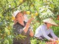 玉屏自治县朱家场镇混寨村种植的早黄桃进入成熟期，果农抓紧采摘