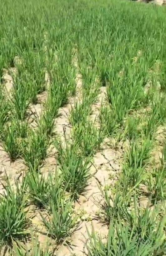 实探河南首轮降雨：旱情缓解程度不一 豫南有稻田仍干白龟裂 农业科研人员：未来一周是关键
