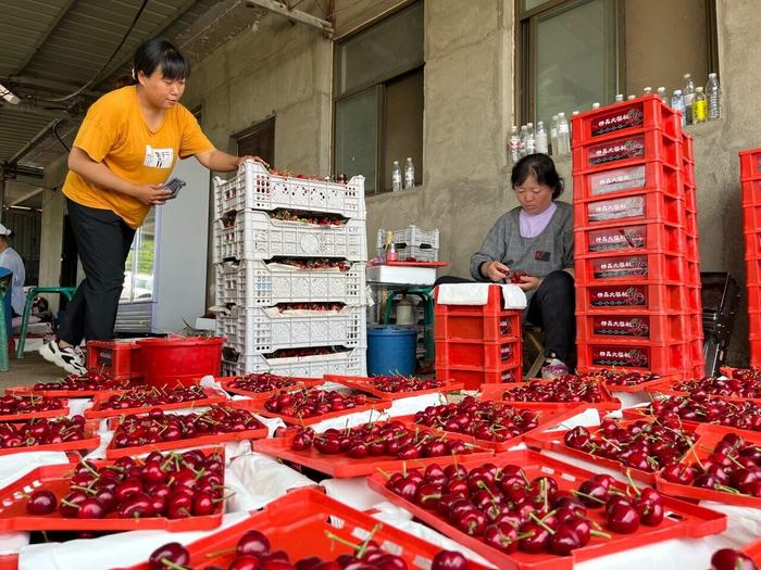 5月21日,在易县塘湖镇北淇村樱桃基地,果农在分拣包装樱桃,准备发往北京新发地市场。河北日报记者寇国莹摄
