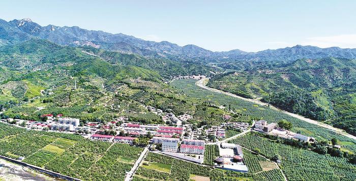 岗底村的荒岗坡底种满了苹果树。河北日报通讯员刘继东摄