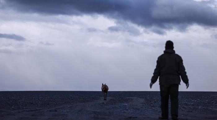 神奇动物在西藏｜迁徙路上藏羚羊的故事