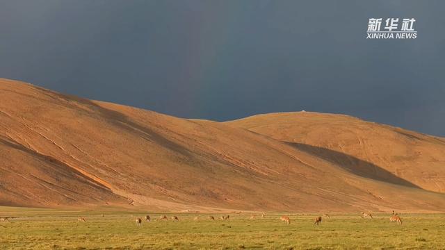 神奇动物在西藏｜羌塘藏羚羊进入产羔期