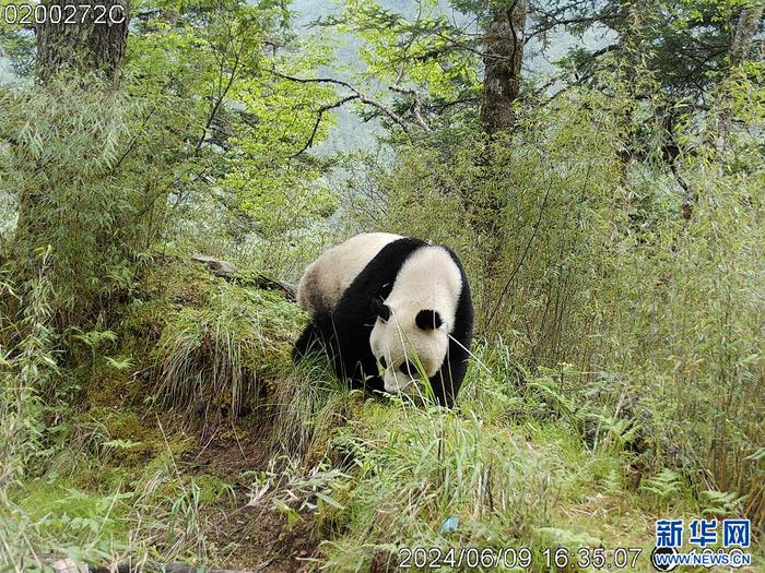 优雅！“偶遇”野生大熊猫悠闲觅食散步