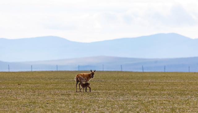 神奇动物在西藏｜藏羚羊产仔季大幕开启