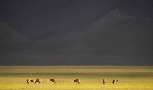 神奇动物在西藏｜藏羚羊产仔季大幕开启