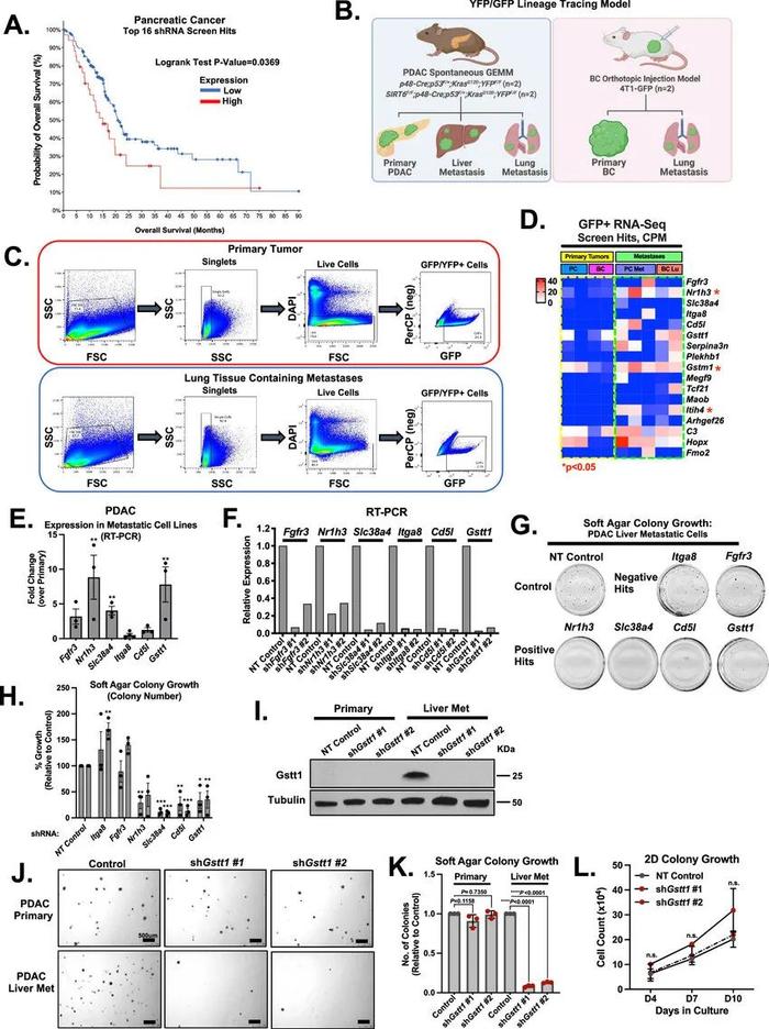 Nat Cell Biol | 哈佛团队识别出一种能帮助癌细胞在机体全身扩散的特殊基因