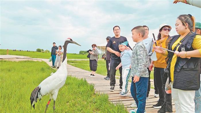 扎龙：与丹顶鹤来个零距离接触