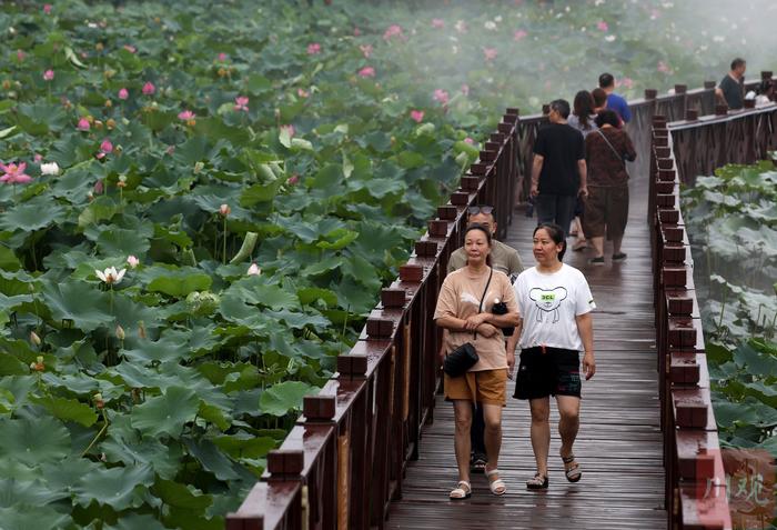 C视频｜雨润荷香 邂逅新津安西镇千亩荷塘的夏日美景