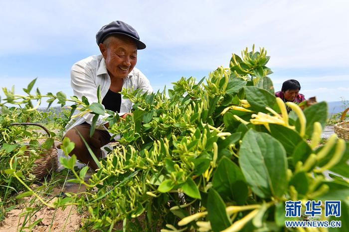 在希望的田野上 | 甘肃清水：金银花种植助民增收