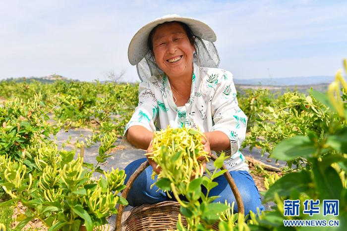 在希望的田野上 | 甘肃清水：金银花种植助民增收