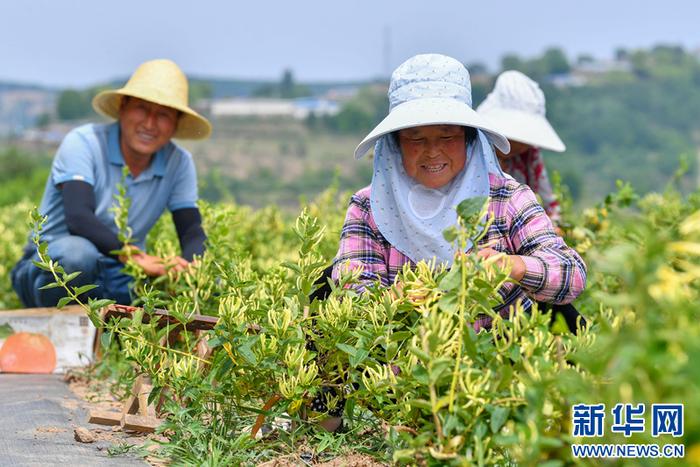 在希望的田野上 | 甘肃清水：金银花种植助民增收