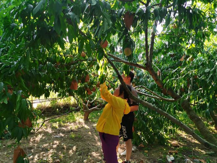 歙县桂林镇：石河香蜜待熟  香迎四方客来