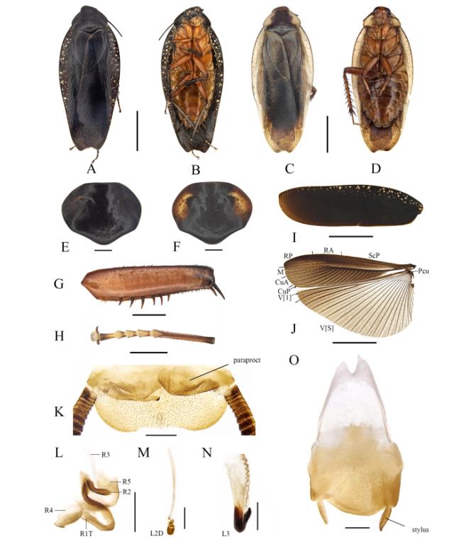 蟑螂“上新”？广东发现新物种