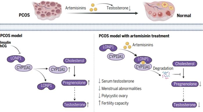 Science+1！复旦上医汤其群教授团队发现青蒿素类衍生物可治疗多囊卵巢综合征并揭示其机制