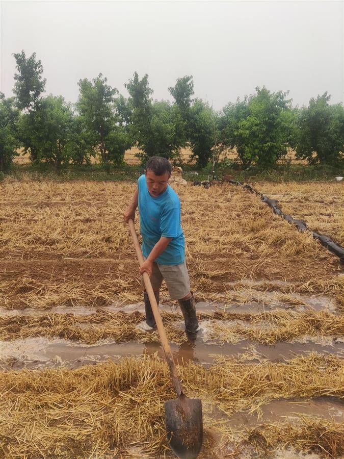 直击河北邯郸抗旱一线：部分玉米地现1厘米宽裂缝，村民凌晨3点抽井水浇地