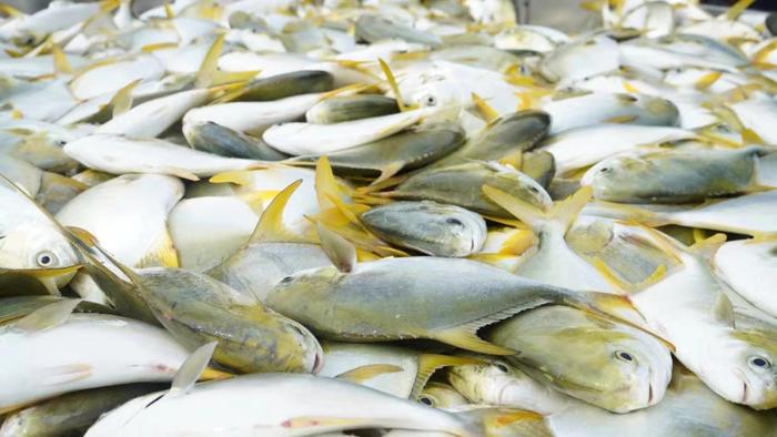 湛江的“五好”鱼，可以做成十二道风味！你吃过吗？
