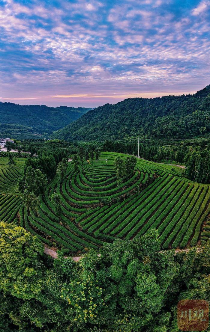 C视频｜盛夏的高山茶园 只有青绿