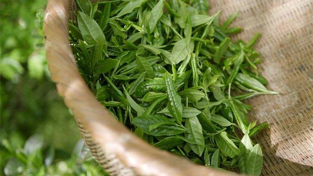 晨读 | 李俏红：新茶飘香