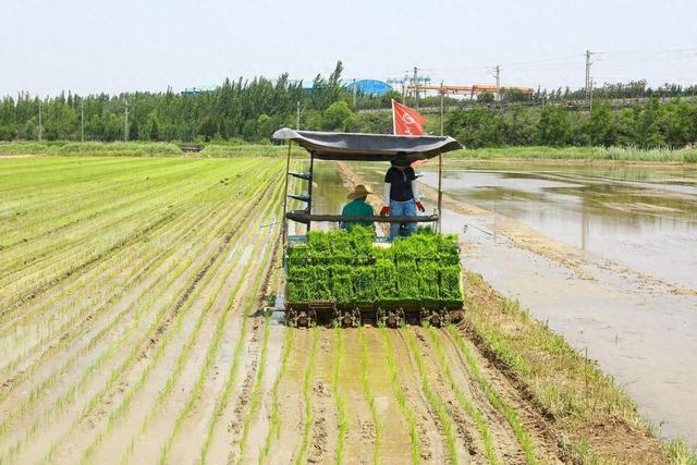 抢夏收、忙夏种，麦地变稻田