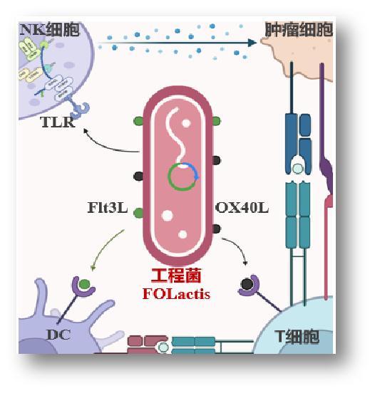 角逐癌症“新战场”，将益生菌改造成肿瘤疫苗