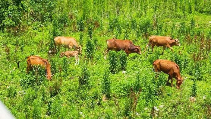 牛肉价格持续下跌 浙南“牛镇”影响几何