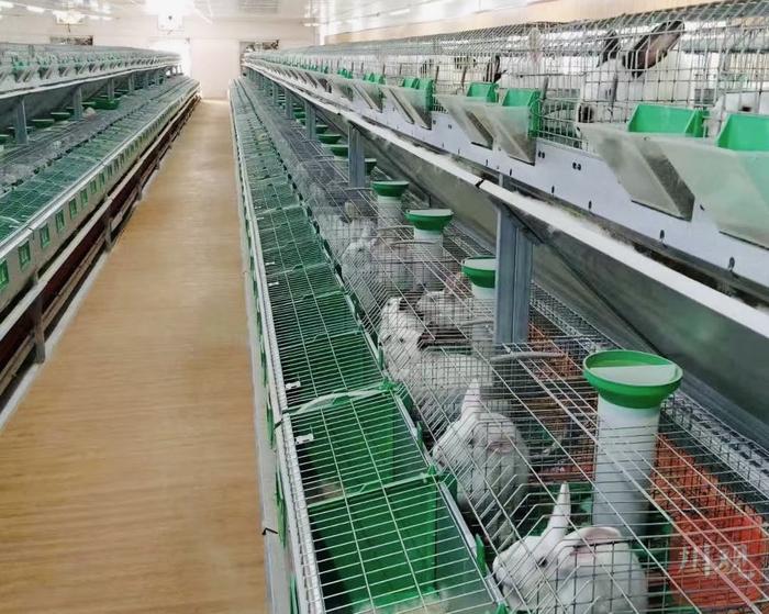 四川肉兔产业集群入选“国家队”，养兔大省如何“兔”飞猛进？