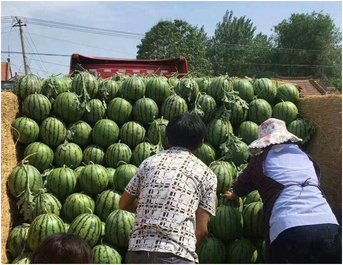 肥西县上派镇：科技带动生产力 助力西瓜增产增收