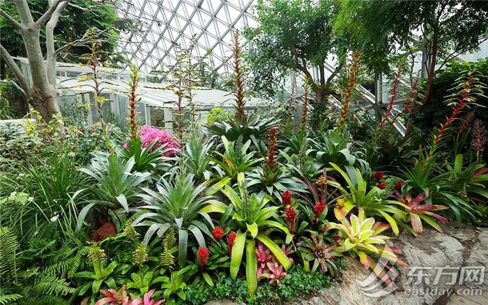 辰山植物园推出夏季系列福利活动，中高考考生8月31日前可免费入园