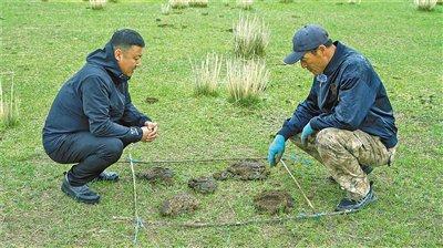 草原牛粪变身新型燃料