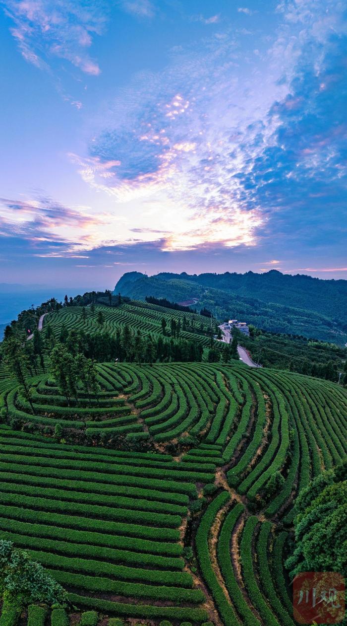 C视频｜盛夏的高山茶园 只有青绿