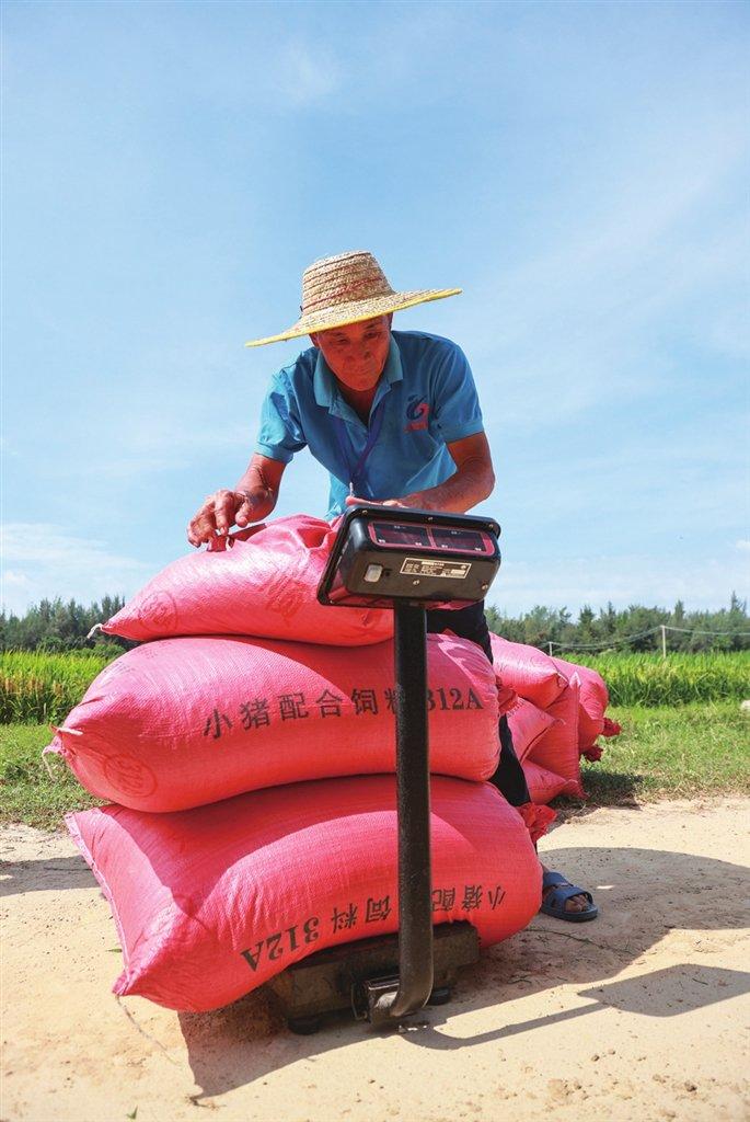 三亚盐碱地水稻新品种测产实现新突破 “盐优2号”实打验收亩产593公斤