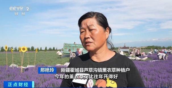 视频丨太美了！新疆伊犁薰衣草，开成“紫海”