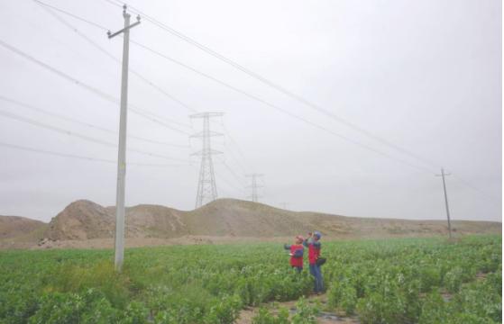 国网庆阳供电公司：电力护航“小药材”长成“大产业”