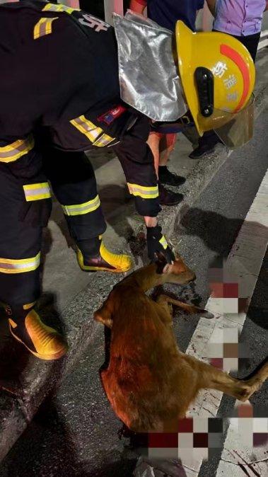 “三有”保护动物狍子夜闯公路受伤 北京房山消防员和民警及时救助