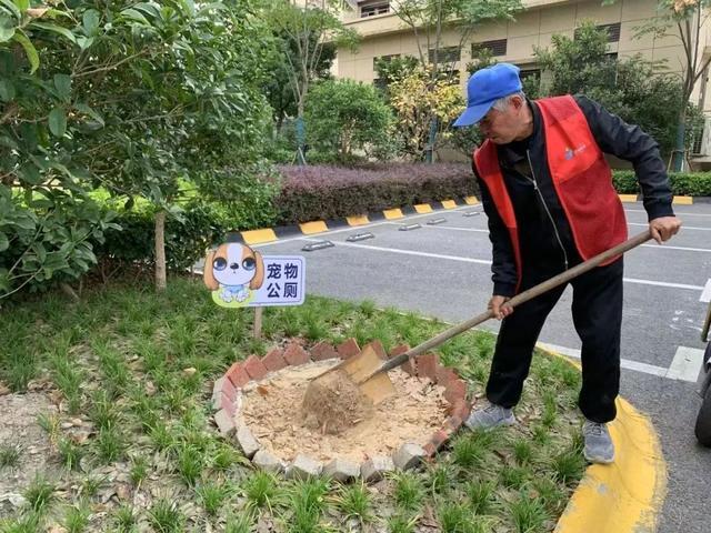 有效果，有温度！金海街道党建引领多元共治，巧解流浪猫治理难题→